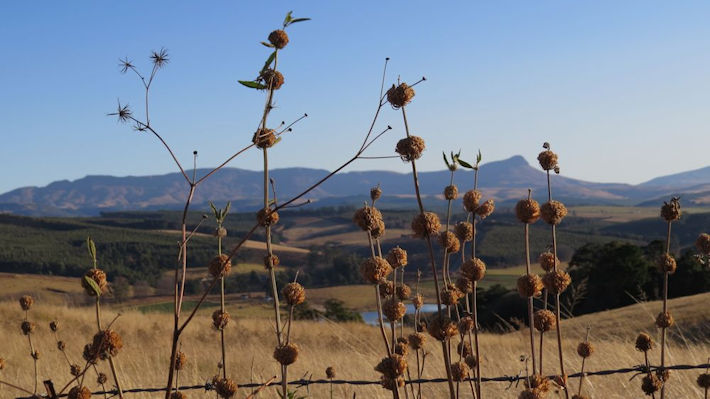 Winter vista, Inhlosane in background